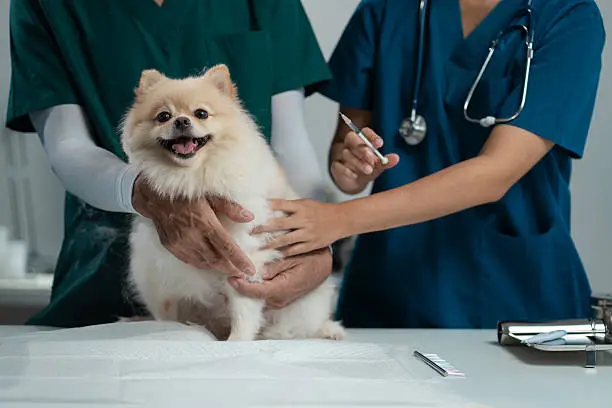 Pet Vaccine Schedule Explained: What Every Pet Parent Should Know